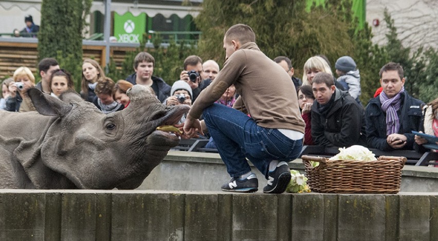 "Parapetówka" u nosorożców z warszawskiego zoo