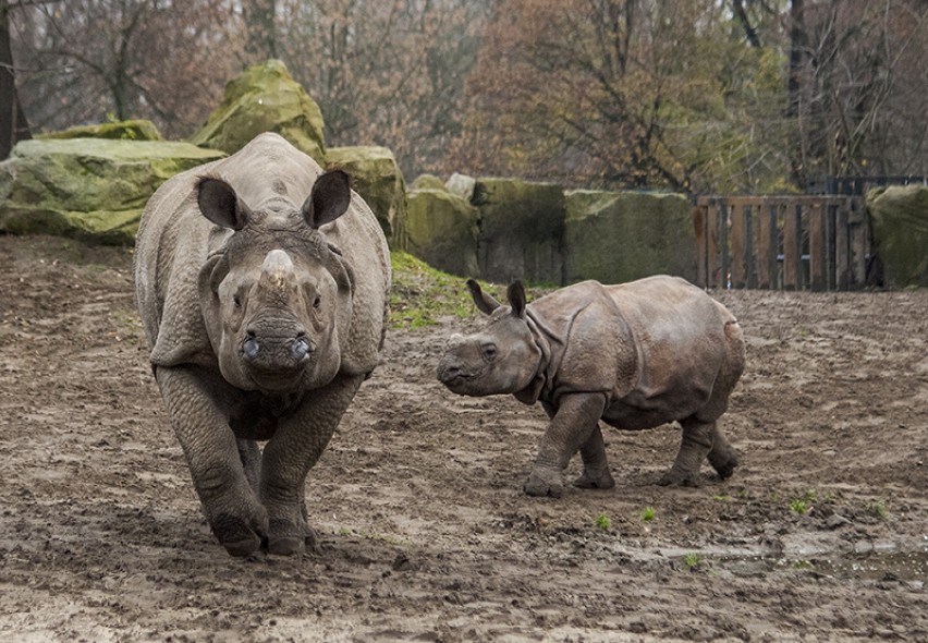 "Parapetówka" u nosorożców z warszawskiego zoo