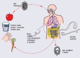 Pasożyty- przyczyną wielu różnych dolegliwości