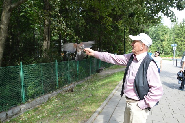 Pan Henryk dokarmia także sójki. Ptaki zajadają się orzeszkami ziemnymi