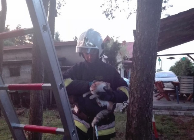 Strażacy z Przygłowa uratowali kota