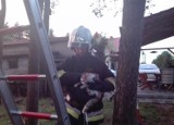 Strażacy z Przygłowa uratowali kociaka