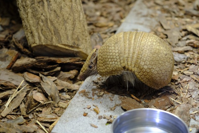 Bolita południowy przyjechał do Torunia we wrześniu z zoo w Kopenhadze. Jest samcem i ma rok i siedem miesięcy. 

Ten należący do szczerbaków okaz uwielbia owady, szczególnie świerszcze, ale w jego menu są także warzywa i owoce. Dostaje polską marchewkę i egzotyczne banany. Przysmakiem pancernika jest też sucha karma dla kotów, wcześniej namoczona w wodzie.

Zobacz także: Weekend w Toruniu. Panie opanowały Bajkę Disco Club [ZDJĘCIA]
