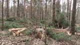 Kielecki radny, Michał Braun apeluje o wstrzymanie wycinki w kieleckich lasach. – To nierealne - mówią leśnicy