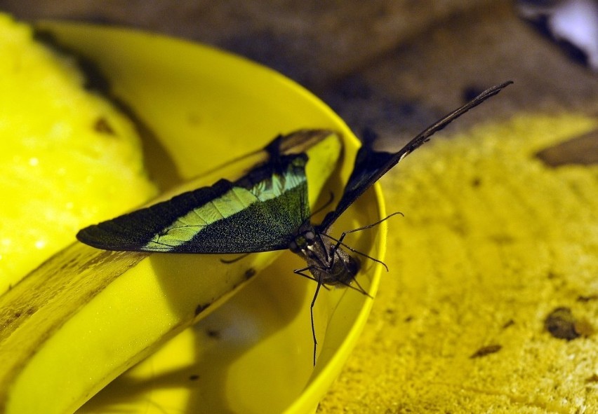 Tropikalne motyle fruwają w gdańskim ZOO. Otwarto nową wylęgarnię owadów