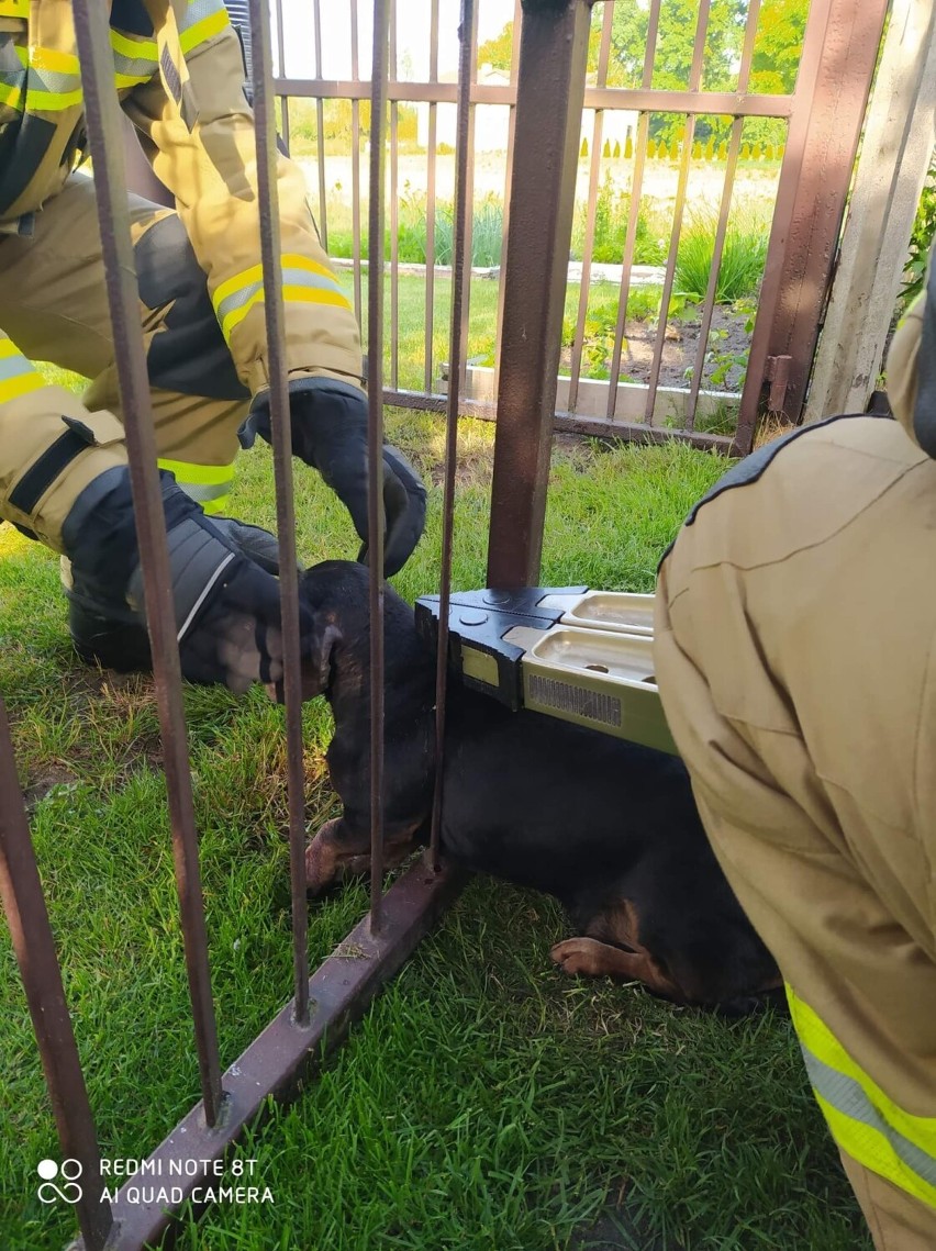 Strażacy z Będkowa uratowali uwięzionego w ogrodzeniu psa [ZDJĘCIA]