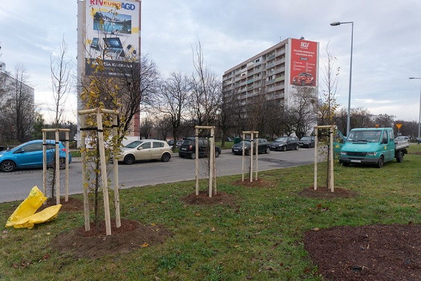 Zieleń miejska w Jastrzębiu: pojawiły się nowe drzewa i...