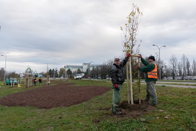 Zieleń miejska w Jastrzębiu: pojawiły się nowe drzewa i krzewy