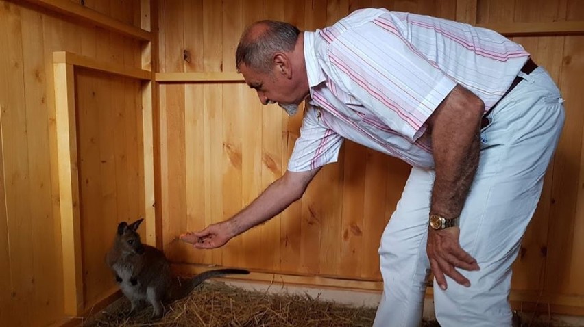 Dwa kangury pojawiły się w... żywieckim Mini Zoo [ZDJĘCIA]