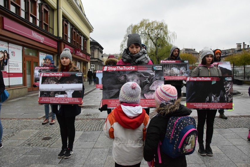 Bielsko-Biała: Podczas transportu zwierzęta cierpią.Otwarte Klatki zbierają podpisy [ZDJĘCIA]