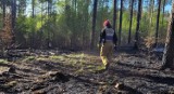 Strażacy z powiatu kościerskiego walczyli z pożarami lasów w Szenajdzie i w Wielu ZDJĘCIA