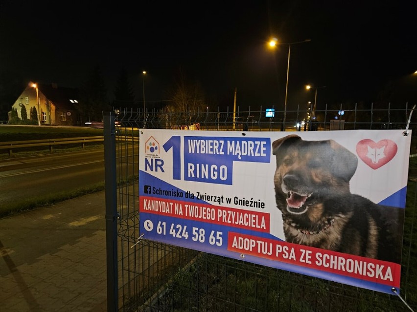 Niezwykła kampania ruszyła w Gnieźnie. Na PSIjaciela kandydują psy i koty ze schroniska