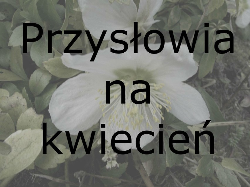 Przysłowia na kwiecień