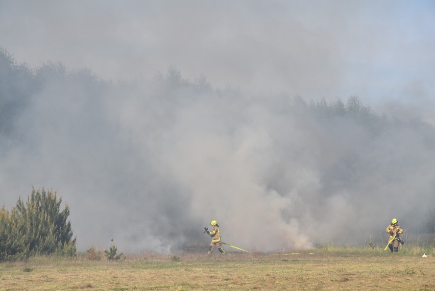 Gmina Gniezno. Pożar traw w Strzyżewie Paczkowym [FOTO]