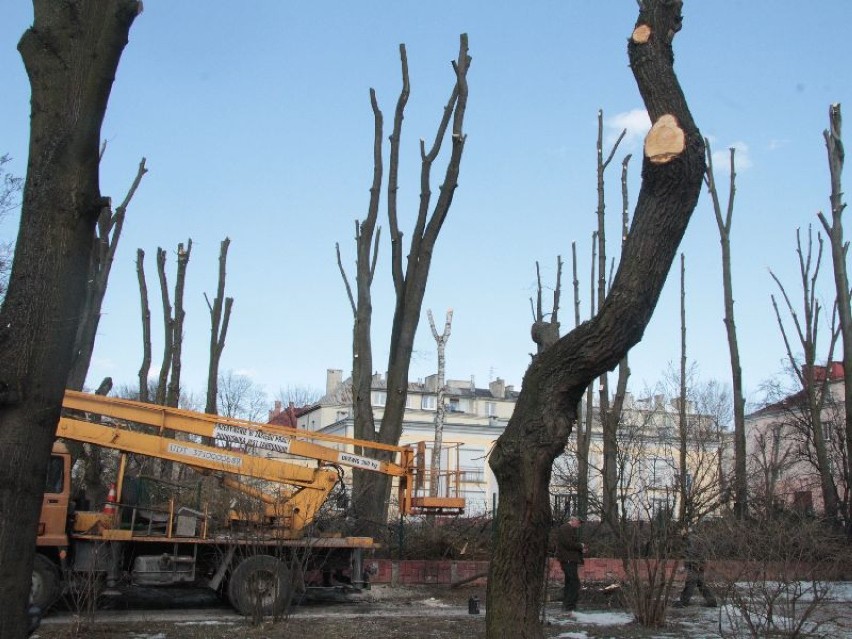 Z drzew przy ulicy Miodowej w Kielcach zostały wycięte...
