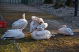 Flesz z przeszłości. Marzec 2020. Pelikany różowe w wejherowskim parku| ZDJĘCIA