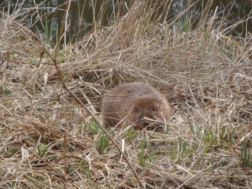 Dwie nowe rodziny bobrów trafiły do rezerwatu przyrody [ZDJĘCIA]