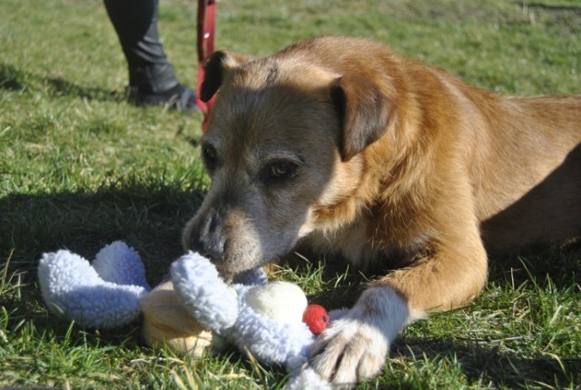 Aron to ulubieniec wolontariuszy w schronisku. Uroczy 11 letni starszy psiak. Po adopcji
jego koleżanki z kojca nie mógł sobie poradzić, ale z czasem polubił swoich nowych kolegów z kojca i świetnie bawi się w ich towarzystwie. Aron jest chętny do zabawy, łagodny, zrównoważony i pewny siebie. W stosunku do innych psów ma stosunek raczej pozytywny. Aron kocha ludzi, chętnie rozdaje całusy i jest bardzo otwarty.