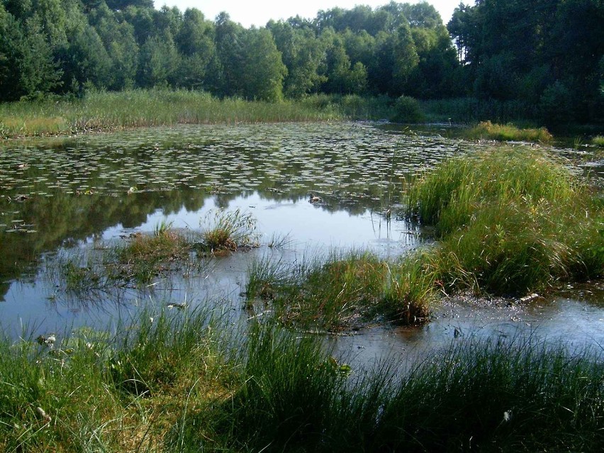 Przemęcki Park Krajobrazowy

Utworzony w 1996 roku, położony...