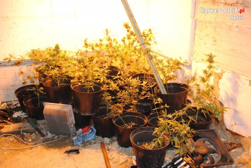 250 krzewów konopi policjanci znaleźli w Psarach ZDJĘCIA