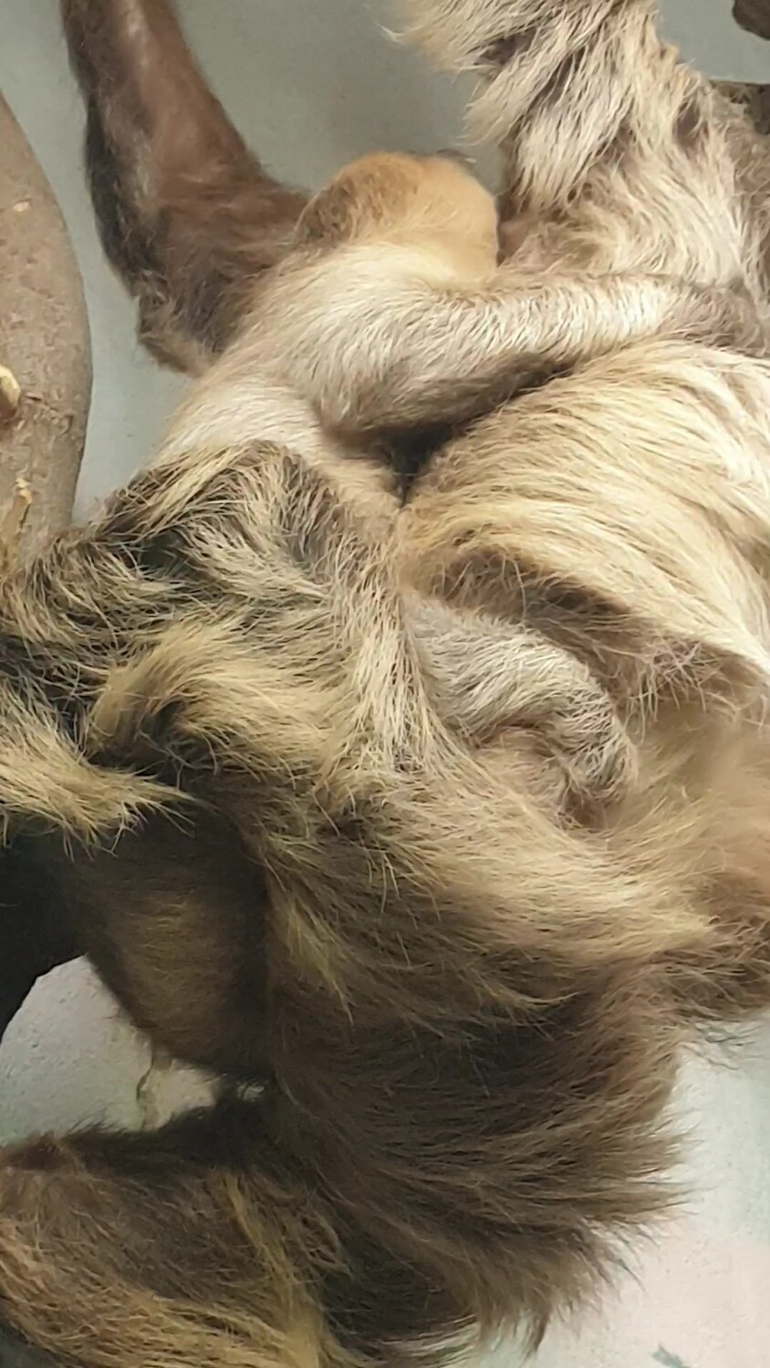 Warszawskie Zoo szuka imienia dla małego leniwca