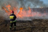 Pożar przy obwodnicy Bydgoszczy. Znowu nielegalnie wypalano trawy
