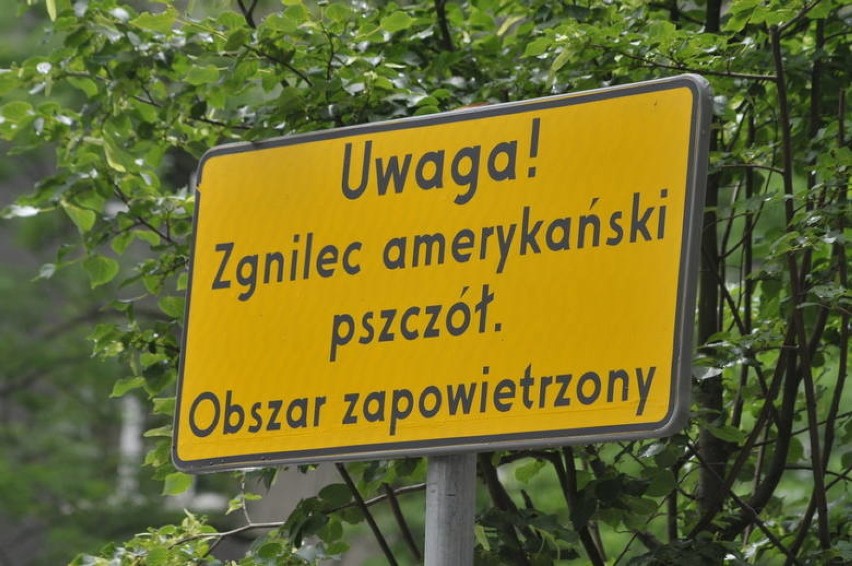 Ww tym roku w maju w Krakowie pojawiły się tablice...