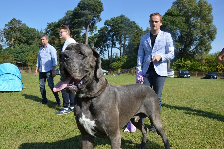 Wystawa dogów i Puchar Świata Doga Niemieckiego w Sulejowie,...