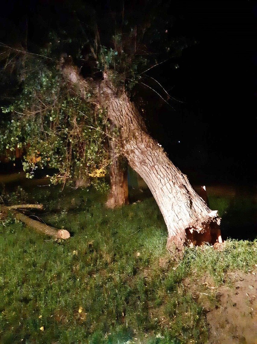 Strażacy usuwali także powalone drzewo na ul. Wojska...
