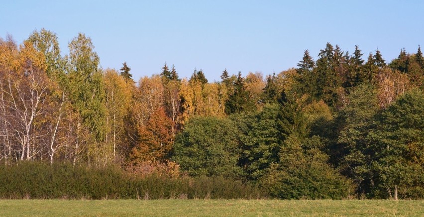 Dostępu do lasu broni gąszcz splątanej tarniny. fot. R....