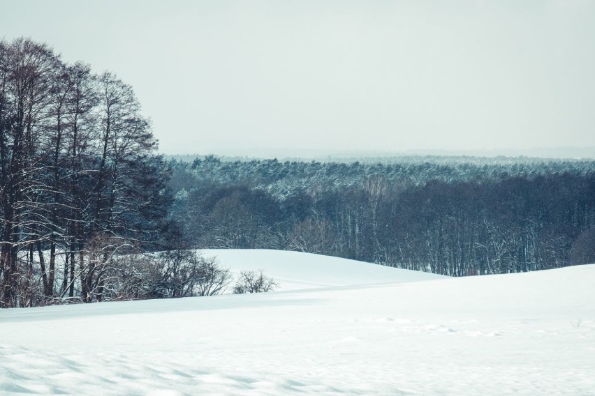 Zimowy spacer po Puszczy Wkrzańskiej. Przepiękne zdjęcia Marcina Jabłońskiego