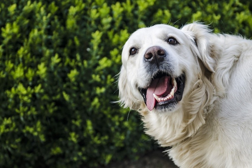 Golden retriever....