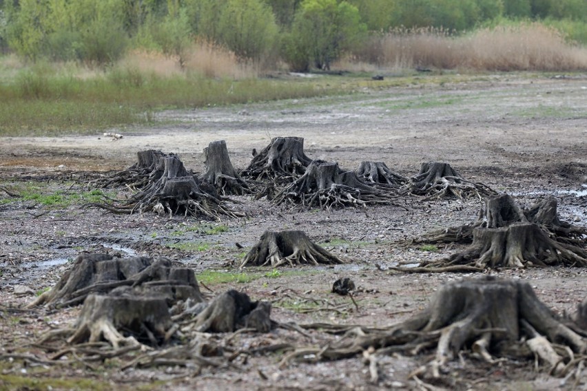 Spod wody znów wyłoniły się ruiny miejscowości Żarek. Zdjęcia z kwietnia 2020 [GALERIA]