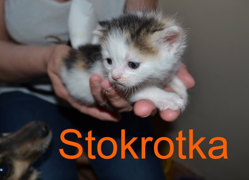 Stowarzyszenie Reks w Malborku prosi o pomoc dla porzuconych kociaków
