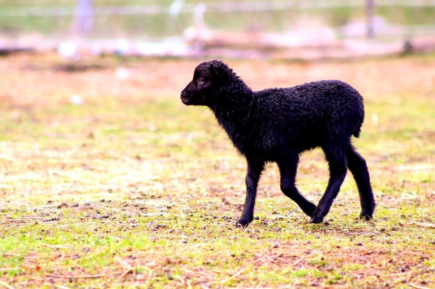 Taka oto czarna owieczka przyszła na świat w gospodarstwie...