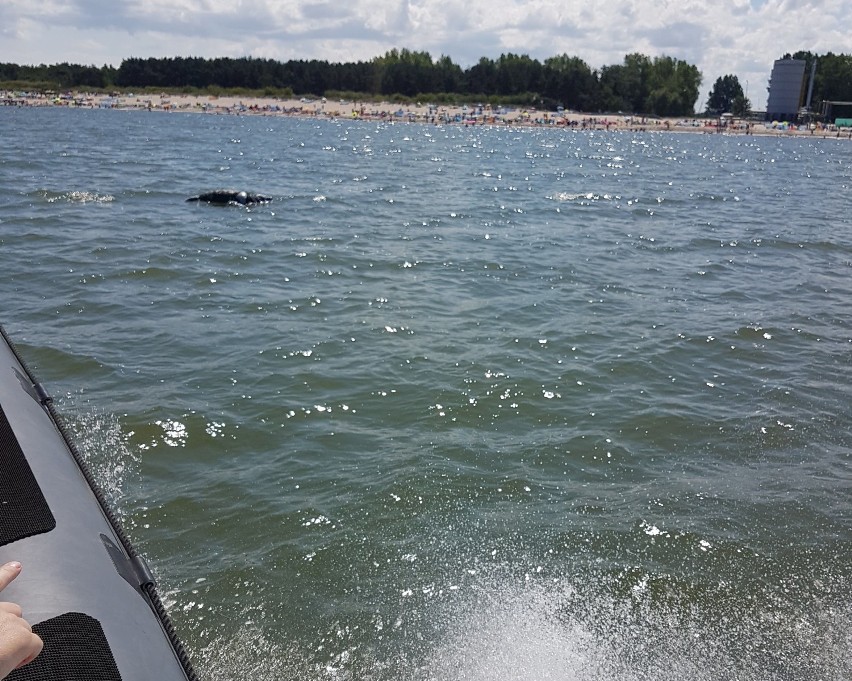 Ciało martwej foki dryfuje w kierunku plaży w Chałupach (lipiec 2018)