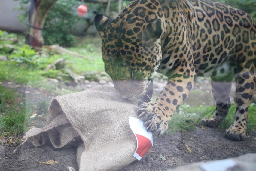Jaguarzyca Beata nie żyje. Zmarł najpiękniejszy kot warszawskiego ogrodu zoologicznego