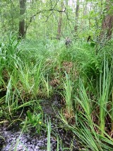 Olesy Włoszczowy - wędrówka po mokradłach (nie tylko zdjęcia)