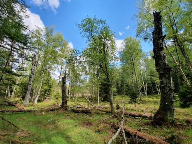 Bagno Kusowo wiosną