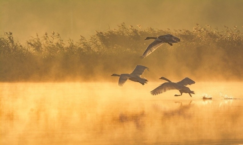 KATEGORIA: Fotografia artystyczna. III nagroda. Grzegorz...