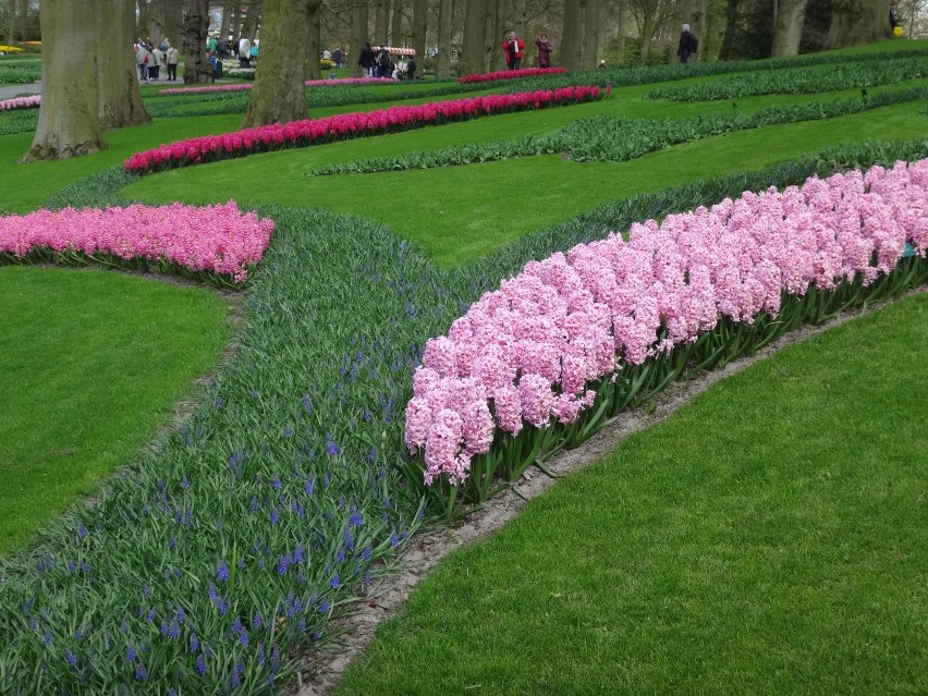 Holenderskie tulipany /cz.1 / [zdjęcia]