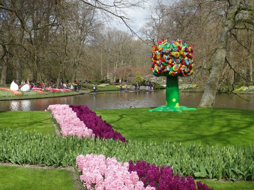 Holenderskie tulipany /cz.1 / [zdjęcia]