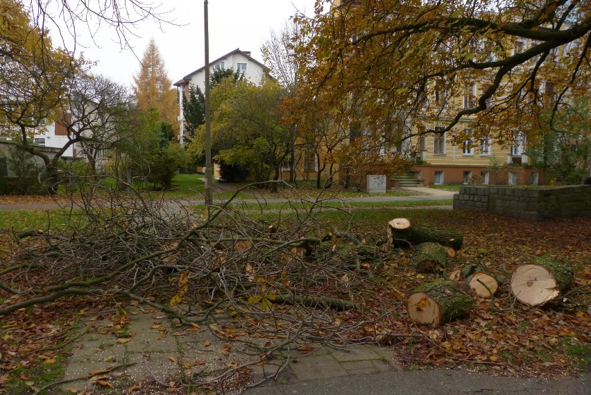 Wycinka drzew w Parku Teatralnym              