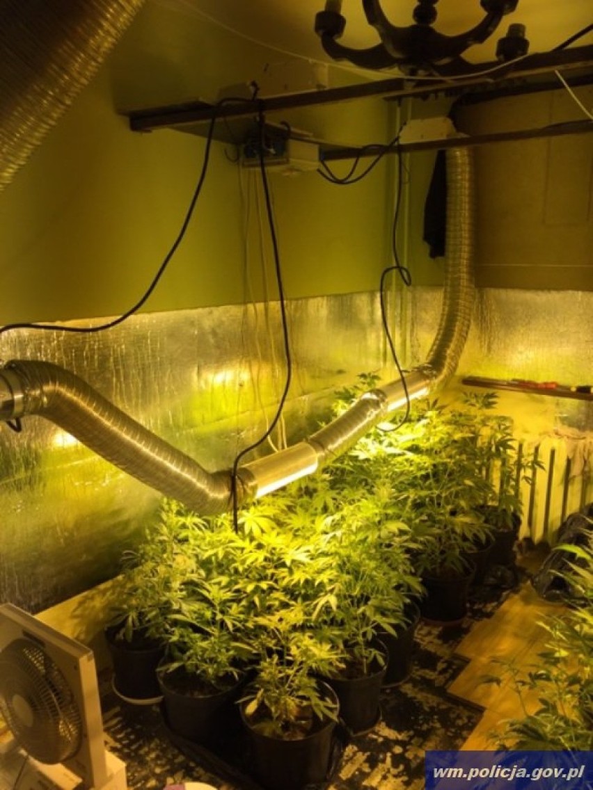 Policjanci znaleźli profesjonalną plantację marihuany