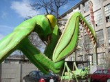 Gigantyczne owady spotkasz w parku przy Starym Browarze