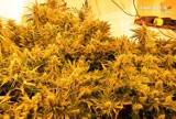 Gigantyczna plantacja marihuany w Wodzisławiu. Rybnicka policja zabezpieczyła 500 krzewów konopi indyjskiej ZDJĘCIA