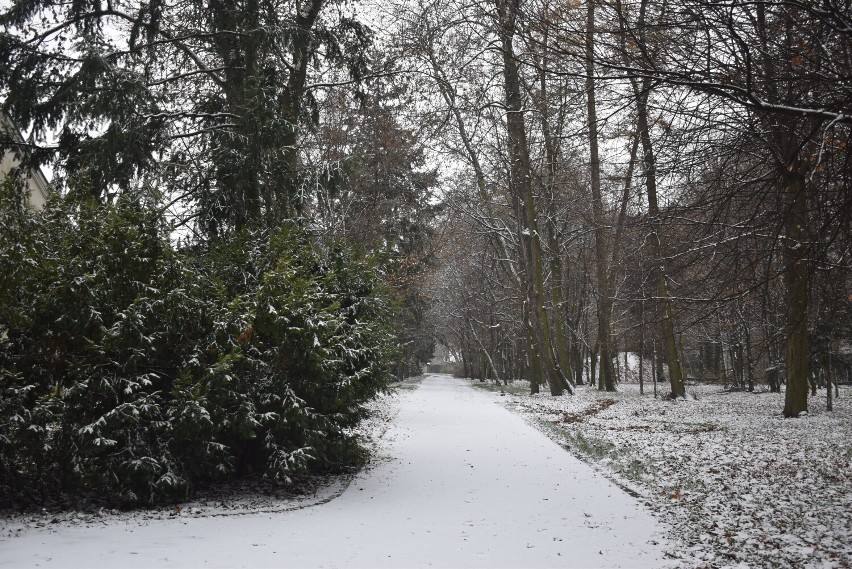 Spadł pierwszy śnieg. Biały puch pięknie przyozdobił dobrzycki park