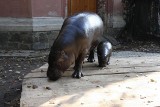 Lądek-Zdrój: Uzdrowisko ma swojego hipopotama
