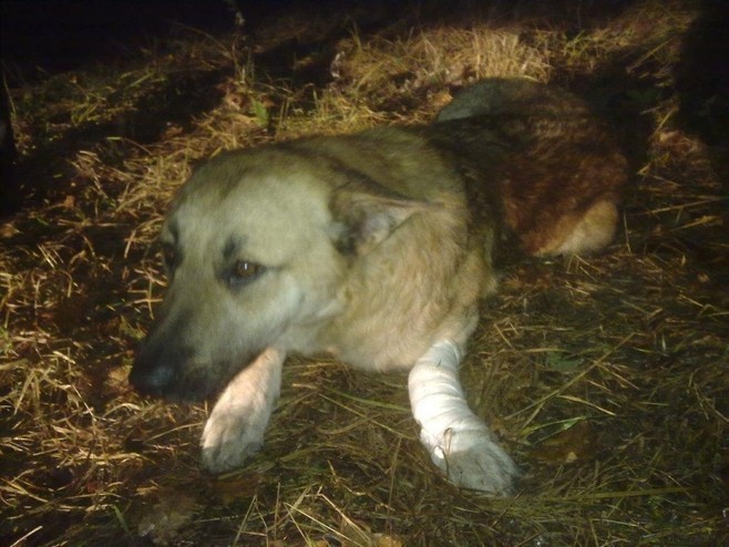 Pies ratował przyjaciela. Pomogli strażnicy miejscy z Łodzi
