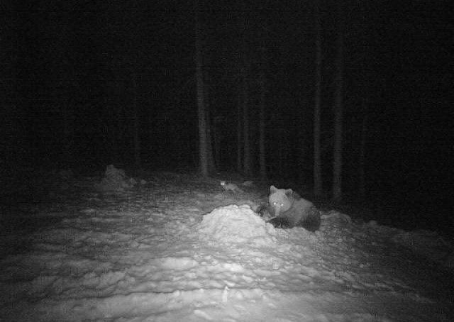 Zdjęcie niedźwiedzia z foto-pułapki umieszczonej w lesie w Wałkach